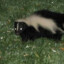 skunk