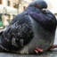 ★PIGEON★