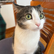 Staša Repnik avatar