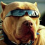 PIT BULL DO SAMBA