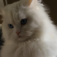 Biscuit avatar
