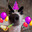 Perro