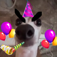 Perro