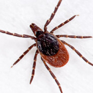 ЭнцефалитныйКлещ