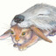 Lapin