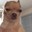 Issou