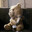 TED