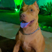 tutz