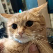 Джози, сучки