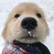 济州协领甄远道