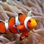 Fishy ClownFish