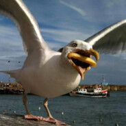 Steven Seagull