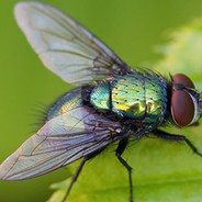 PrettyFly
