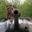 Taliban Raccoon