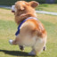 Corgi Butts