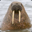 WalrusBruh117