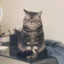 猫饼