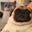 Pan Mops
