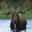 Drift Moose