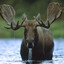Drift Moose