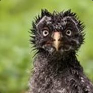 Кокнутая Птица