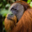 OrangutanEnthusiast