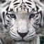 _White Tiger_