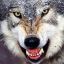 GrayWolf