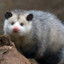 hungrypossum