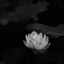 White Lotus