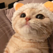 染屿衾眠眠Dream