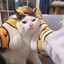 白给老猫