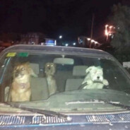 Buc-ee's Brisket Connoisseur