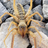 Afghan Camel Spider
