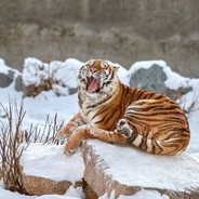 帝皇的无甲大只佬天使