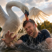 Swan