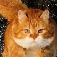 四婚读懂人生柚懂3次