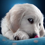 给我蓝胖两个面子