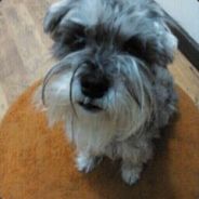 和小熊一起滚雪球吧