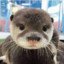 OTTERS ARE QTS