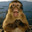 monke.mp3