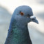 (PL)Pigeon Lab