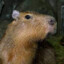 capybara