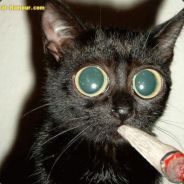 ]-[URT-=( KeNnY l EsCrO )=-