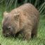 Immortal Wombat