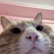 你也想尝尝喵喵拳嘛 人