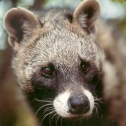 Civet