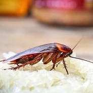 VietnameseCockroach