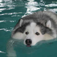 Hauptmann Hundehaufen CASE.GIFT