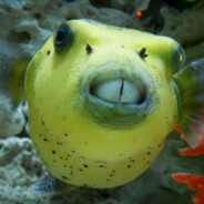 Blowfish